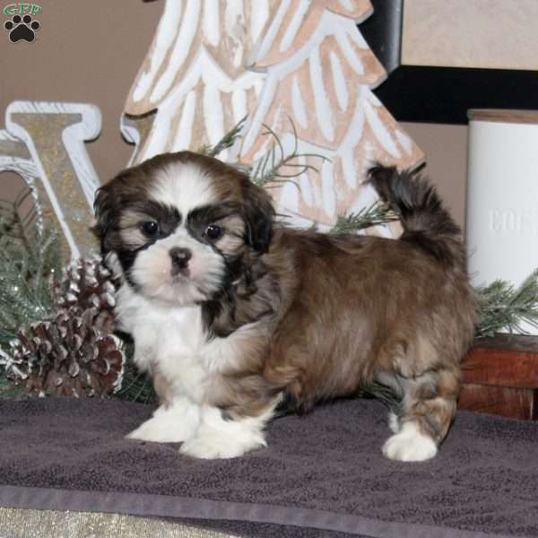 April, Shih Tzu Puppy